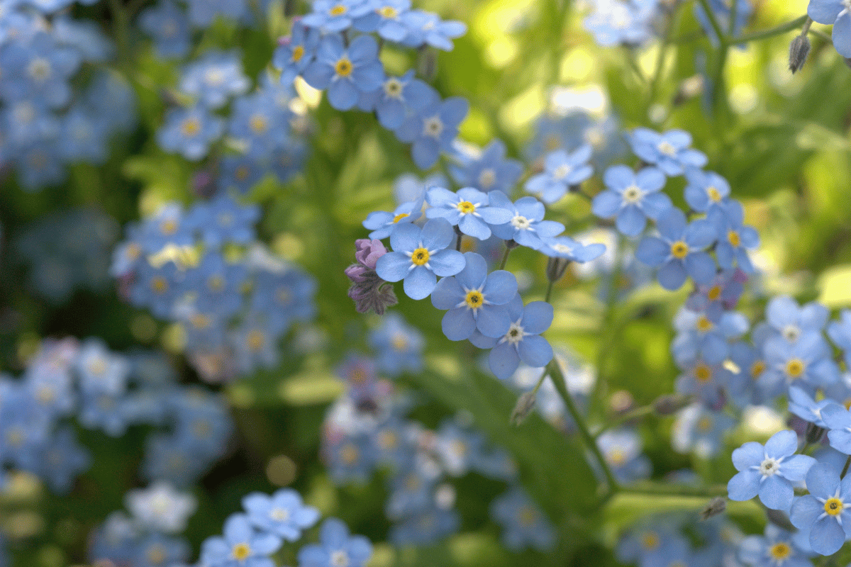 Forget-me-not (Myosotis species) .png
